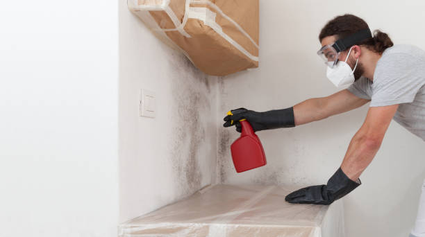 Professional Mold Removal technician working in Harbert, MI