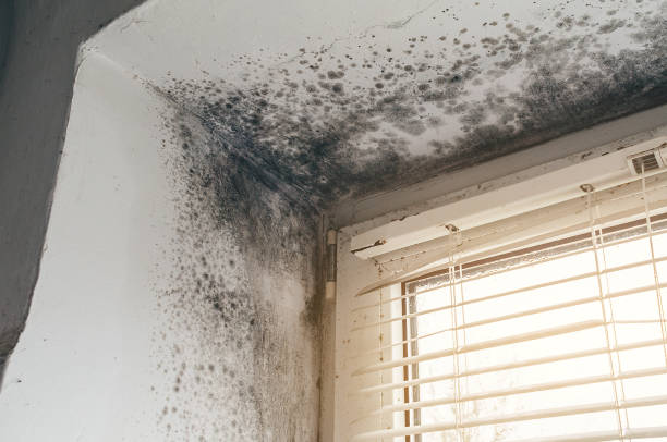 Affordable Mold Removal solutions in Harbert, MI